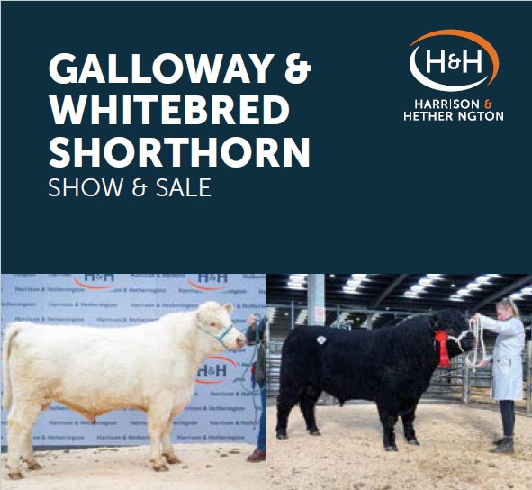 Galloway Cattle align=