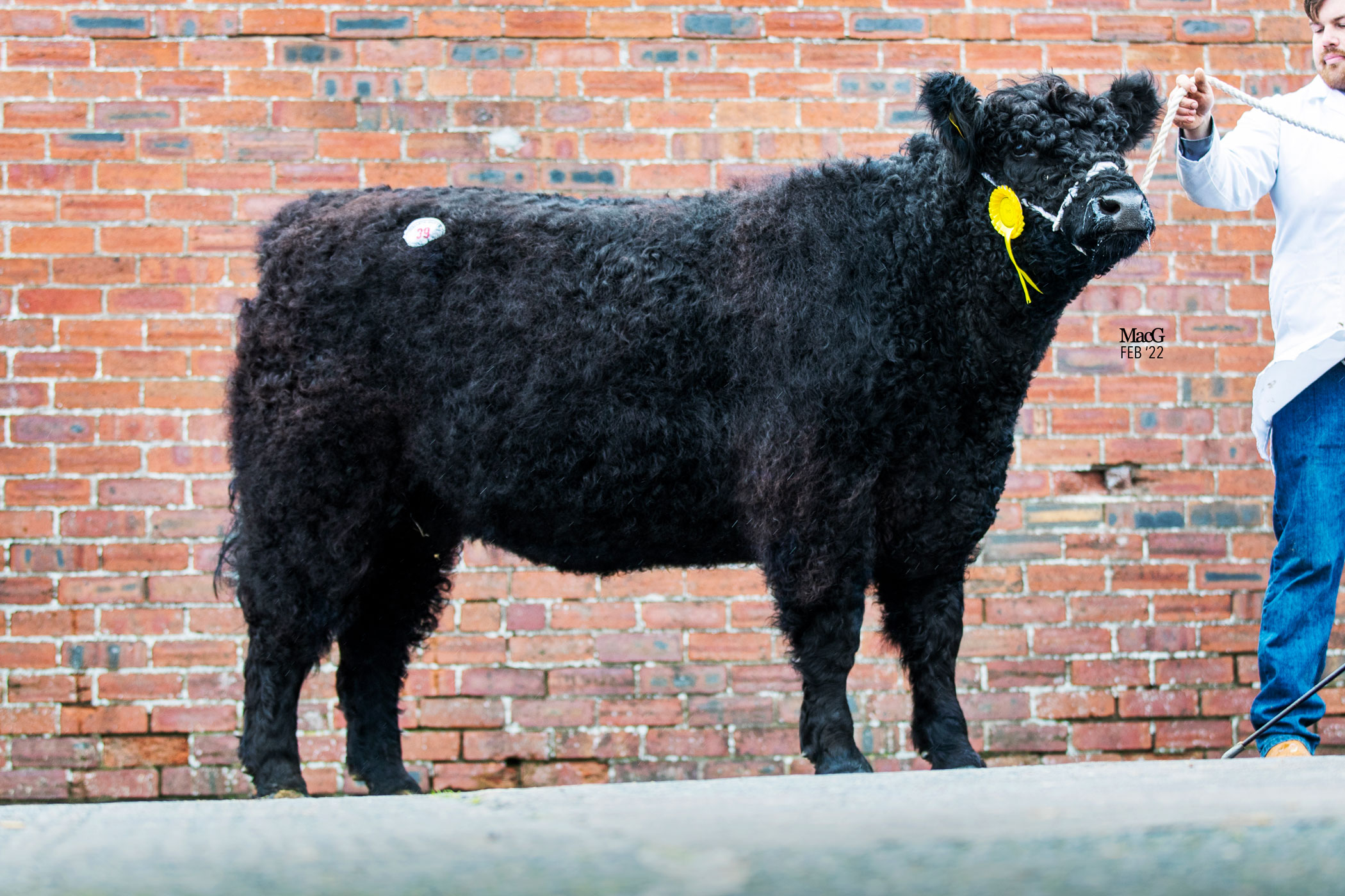 Brownie-7th-of-Fingland-6000gns-2094
