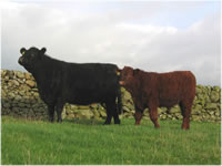 replacement%20heifers